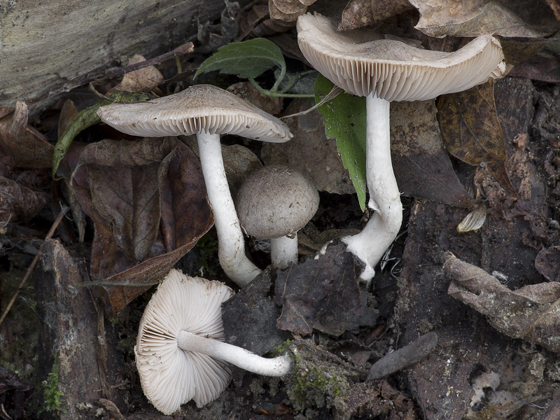 Psathyrella melanthina